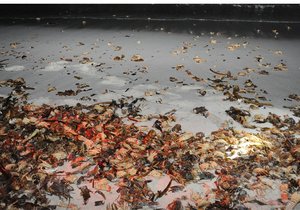 Red Tide Detected on West Coast